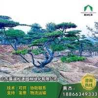 造型松盆景基地直供庭院装饰绿化苗木 造型黑松 景观松