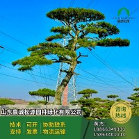 造型松行道树基地直供成活率高 造型黑松 景观松 迎客松 公园绿化