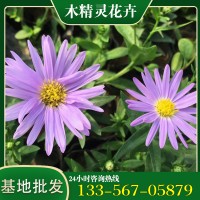 荷兰菊花苗工程苗 荷兰菊盆栽 庭院绿化植物景观苗木花卉基地批发