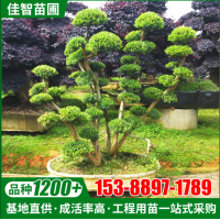 乔木造型赤楠 基地直供苗木绿化树苗常青景观树造型赤楠盆景盆栽