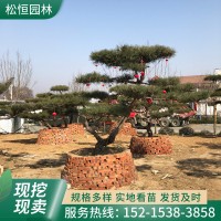 现挖现卖景观造型松 别墅庭院绿植迎客松 公园绿化工程造型黑松树