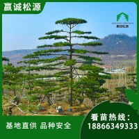 公园工程造型松庭院绿化实力园林厂家直供 园林景观松 行道树