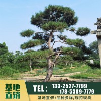 批发林木基地直供造型景松树 泰山迎客松 庭院绿化树 景观树